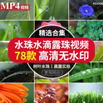 晨露树叶子水珠水滴空镜头大自然植物绿叶雨滴下雨慢镜头视频素材