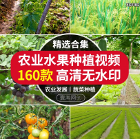 农业发展水稻小麦玉米蔬菜水果种植大棚生态绿色有机蔬菜剪辑素材