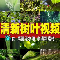 小清新树叶树林绿叶素材大自然唯美景色自媒体抖音高清实拍短视频