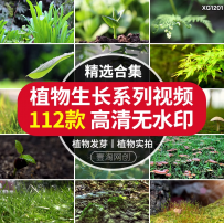 绿色植物实拍蒲公英开花空镜头雨露森林大自然发芽生成长视频素材
