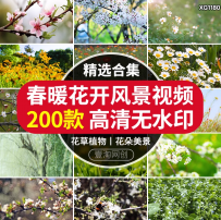 春暖花开放高清春天风景花朵绽放自然植物樱花盛开鲜花短视频素材 举报  价格
